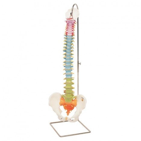 Colonne pédagogique flexible - 3B Smart Anatomy