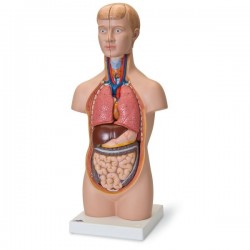 Mini-Torse, 12 pièces - 3B Smart Anatomy