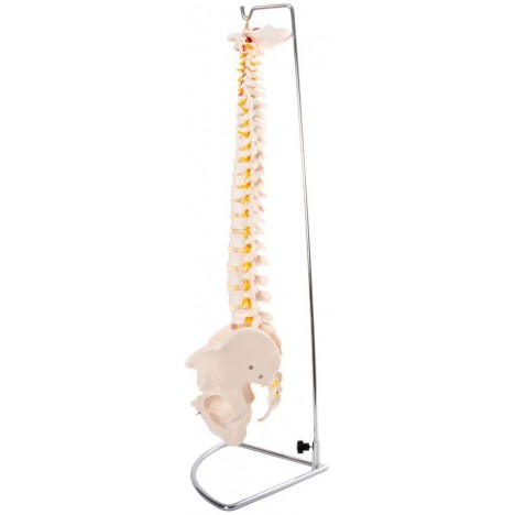 Columna Vertebral Tamaño Natural con Pelvis soporte de regalo