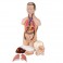 Mini-Torso, 12 partes - 3B Smart Anatomy