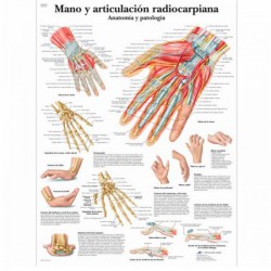 Lámina de anatomía: Mano y articulación radiocarpiana