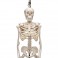 Mini-squelette "Shorty", sur socle - 3B Smart Anatomy