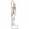 Mini-squelette "Shorty", sur socle - 3B Smart Anatomy