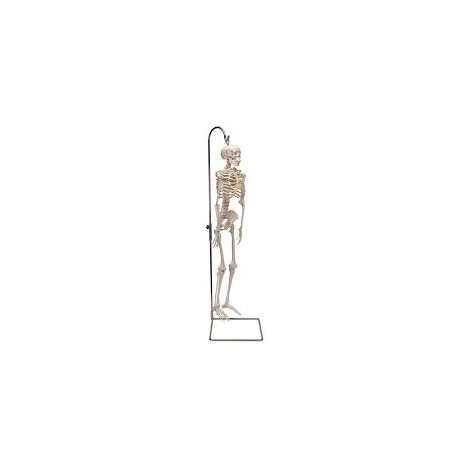 Mini-squelette "Shorty", sur socle - 3B Smart Anatomy