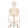 Mini-squelette "Shorty", sur socle - 3B Smart Anatomy