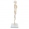 Mini-squelette "Shorty", sur socle - 3B Smart Anatomy