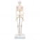 Mini-squelette "Shorty", sur socle - 3B Smart Anatomy