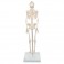 Mini-squelette "Shorty", sur socle - 3B Smart Anatomy