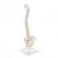 Colonne vertébrale miniature, élastique, sur support - 3B Smart Anatomy