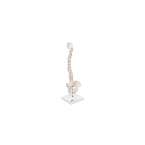 Colonne vertébrale miniature, élastique, sur support - 3B Smart Anatomy