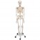 Squelette Stan A10 sur support métallique avec 5 roues - 3B Smart Anatomy