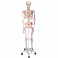 Squelette Max A11 Avec muscles et sur pieds métalliques avec 5 roues - 3B Smart Anatomy