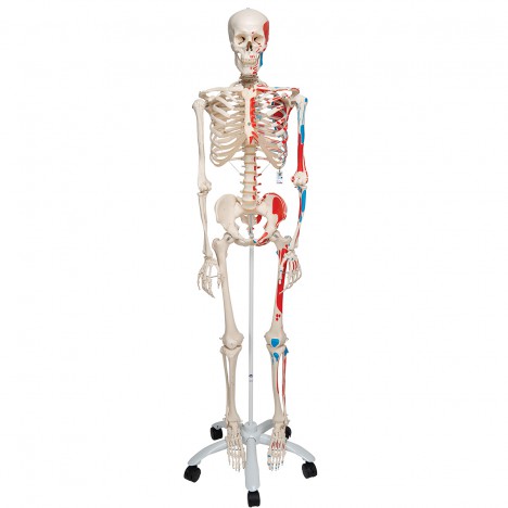 Squelette Max A11 Avec muscles et sur pieds métalliques avec 5 roues - 3B Smart Anatomy