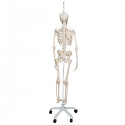 Skeleton Feldi A15/3S, le squelette fonctionnel suspendu sur une base métallique avec 5 roues. - 3B Smart Anatomy