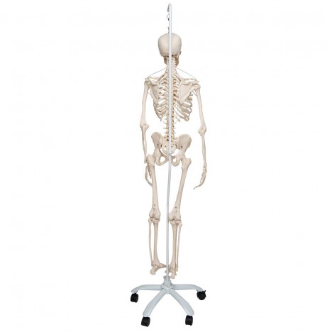 Skeleton Feldi A15/3S, le squelette fonctionnel suspendu sur une base métallique avec 5 roues. - 3B Smart Anatomy