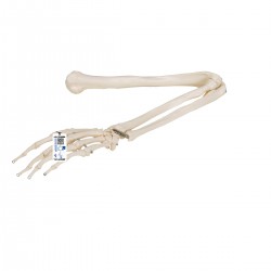 Squelette du bras - 3B Smart Anatomy