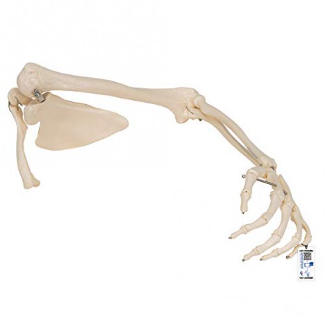 Squelette du bras avec omoplate et clavicule - 3B Smart Anatomy