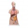 Torse asexué classique, 12 parties - 3B Smart Anatomy