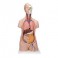 Torse asexué classique, 12 parties - 3B Smart Anatomy