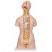 Torse classique avec dos ouvert, 18 pièces - 3B Smart Anatomy