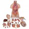 Torse double de luxe, 20 pièces - 3B Smart Anatomy