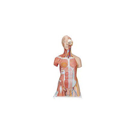 Torso de lujo con músculos, 31 partes - 3B Smart Anatomy