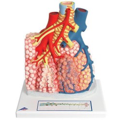 Lobules pulmonaires et vaisseaux sanguins adjacents - 3B Smart Anatomy