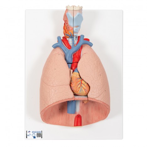 Modèle de poumon, 7 pièces - 3B Smart Anatomy