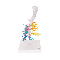 CT - Arbre bronchique avec larynx - 3B Smart Anatomy