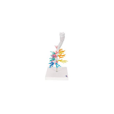 CT - Arbre bronchique avec larynx - 3B Smart Anatomy