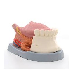 Modèle de langue, 4 pièces - 3B Smart Anatomy