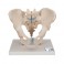 Bassin masculin en trois parties - 3B Smart Anatomy