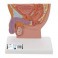 Coupe transversale du bassin masculin, grandeur nature - 3B Smart Anatomy