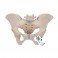 Pelvis femenina, 3-partes - 3B Smart Anatomy