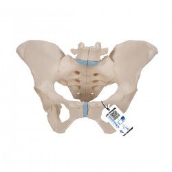 Pelvis féminin, en 3 parties - 3B Smart Anatomy