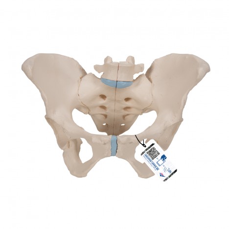 Pelvis féminin, en 3 parties - 3B Smart Anatomy