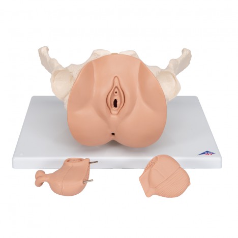 Squelette du bassin féminin avec organes génitaux, en 3 pièces - 3B Smart Anatomy