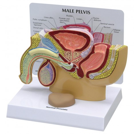 Pelvis masculina con próstata