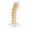 Colonne dorsale - 3B Smart Anatomy