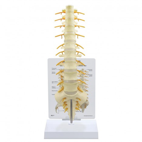 Modelo de columna vertebral sacro - T8