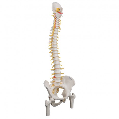 Colonne vertébrale flexible - version de luxe avec têtes de fémur - 3B Smart Anatomy