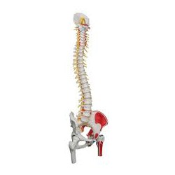 Colonne vertébrale flexible - version peinte de luxe avec têtes de fémur - 3B Smart Anatomy