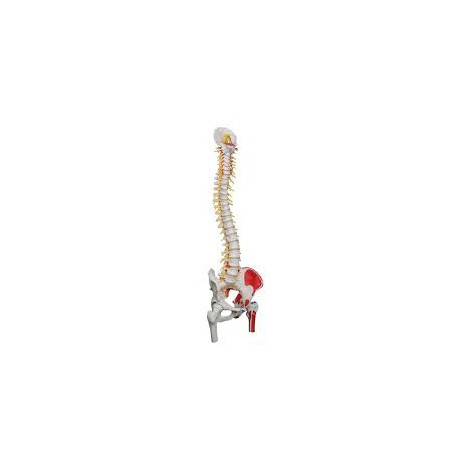 Colonne vertébrale flexible - version peinte de luxe avec têtes de fémur - 3B Smart Anatomy