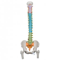 Colonne d'entraînement flexible avec têtes de fémur - 3B Smart Anatomy