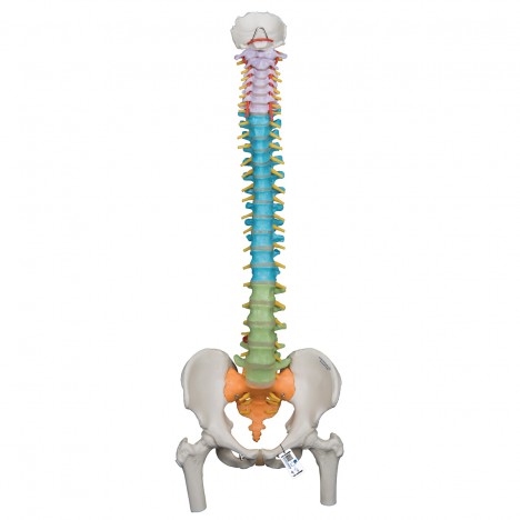 Colonne d'entraînement flexible avec têtes de fémur - 3B Smart Anatomy