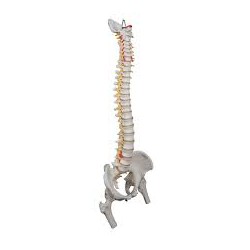 Colonne flexible pour usage intensif, avec têtes de fémur - 3B Smart Anatomy