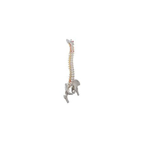 Colonne flexible pour usage intensif, avec têtes de fémur - 3B Smart Anatomy