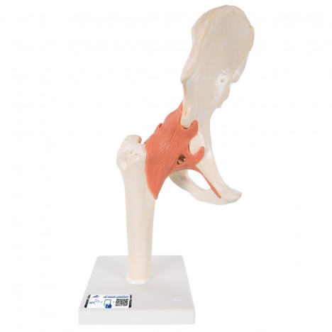 Modèle fonctionnel de luxe de l'articulation de la hanche - 3B Smart Anatomy