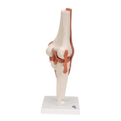 Articulation du genou - Modèle fonctionnel - 3B Smart Anatomy