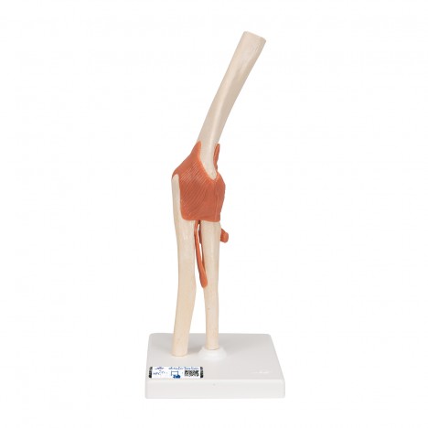 Modèle fonctionnel de luxe de l'articulation du coude - 3B Smart Anatomy